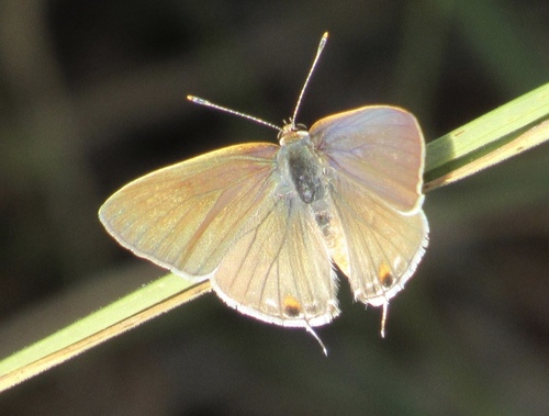 Red-crescent Scrub-Hairstreak