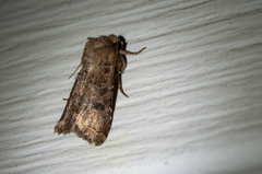 Protorthodes oviduca