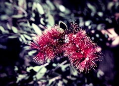 Melaleuca nervosa