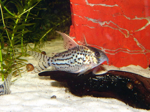 Corydoras schwartzi photo