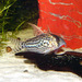 Schwartz's Catfish - Photo 
Thomas Land, no known copyright restrictions (public domain)