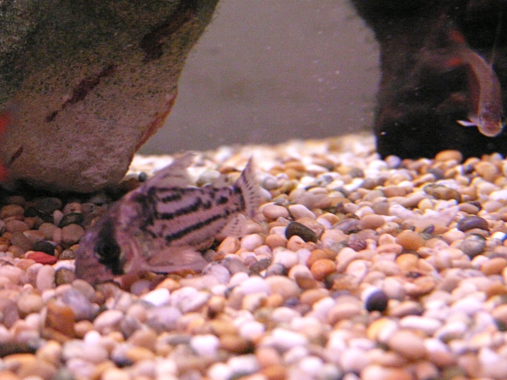 Cory de Schwartz (Hoplisoma schwartzi)