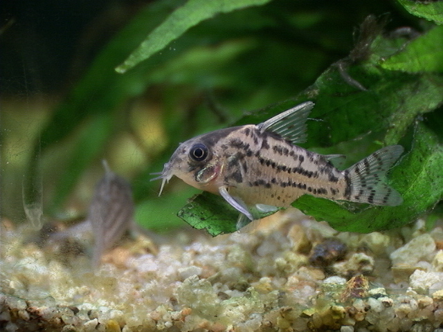 Cory de Schwartz (Hoplisoma schwartzi)