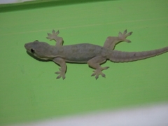 Hemidactylus platyurus