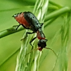 Cyrtosus cyanipennis