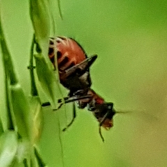Cyrtosus cyanipennis