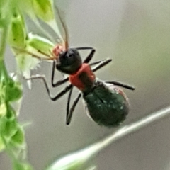 Cyrtosus cyanipennis