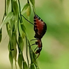 Cyrtosus cyanipennis