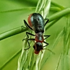 Cyrtosus cyanipennis
