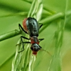 Cyrtosus cyanipennis