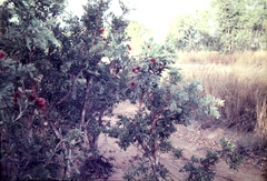 Melaleuca nervosa