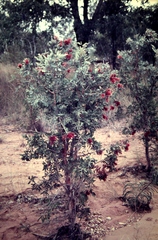 Melaleuca nervosa