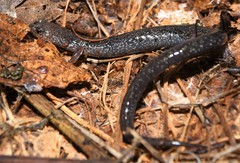 Plethodon hoffmani