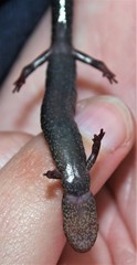Plethodon hoffmani