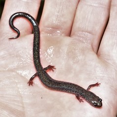 Plethodon hoffmani