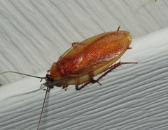Parcoblatta virginica
