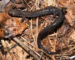 Plethodon hoffmani