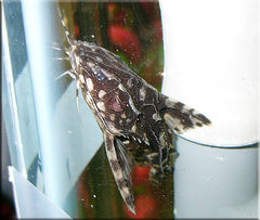 Spotted Raphael Catfish photo 2
