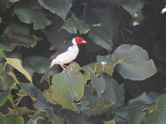 Tilia moltkei