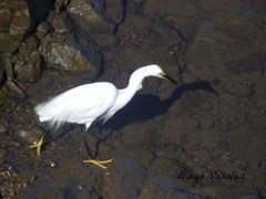 Egretta thula