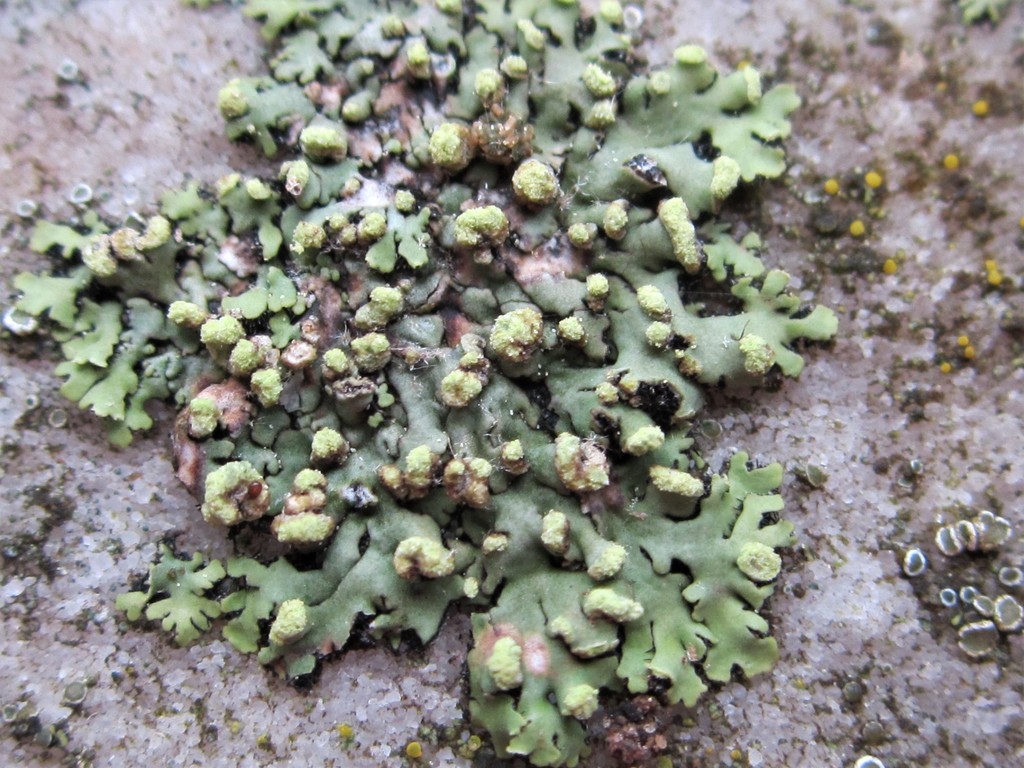 Pom-pom Shadow Lichen