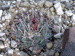 Coryphantha poselgeriana