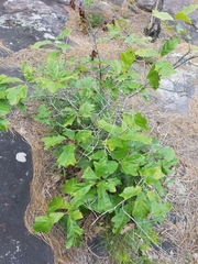 Quercus boyntonii