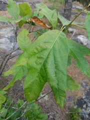Quercus boyntonii