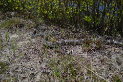 Pituophis melanoleucus melanoleucus