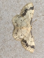 Idaea trigeminata