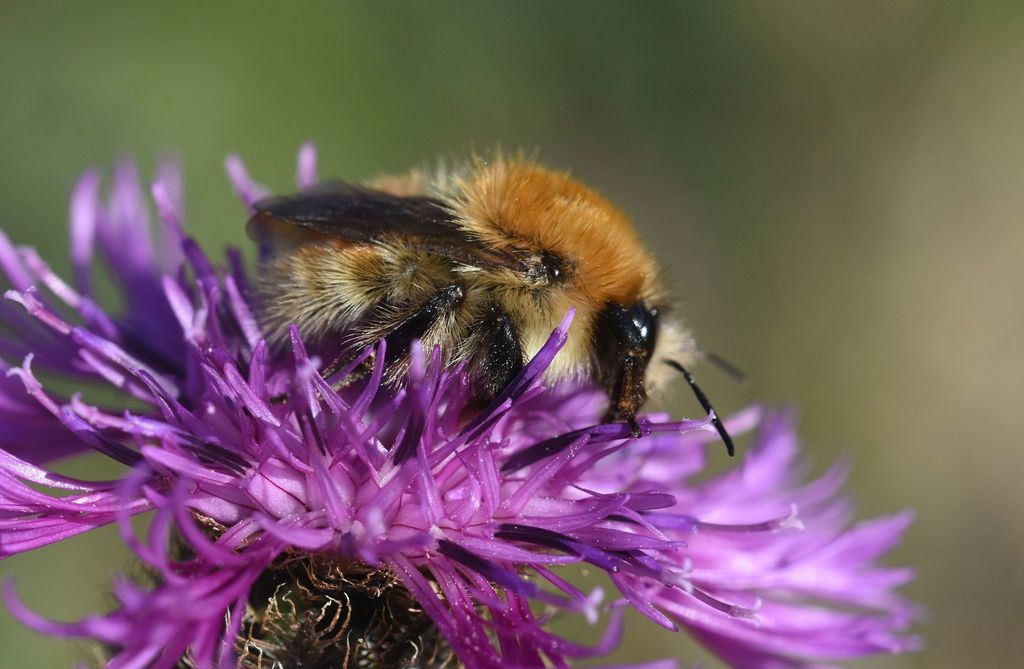 Brown-banded Carder Bee