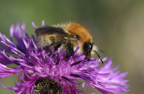 Brown-banded Carder-Bumble bee