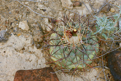 Coryphantha poselgeriana