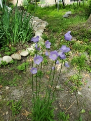 Campanula persicifolia