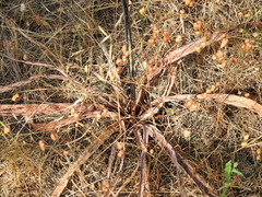 Asphodelus serotinus