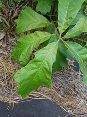 Quercus boyntonii
