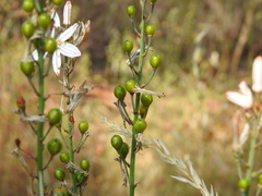 Asphodelus serotinus