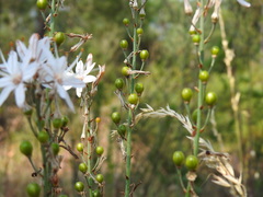 Asphodelus serotinus