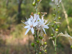 Asphodelus serotinus