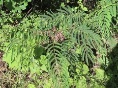 Dioscorea villosa