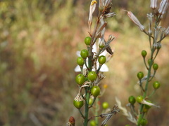 Asphodelus serotinus