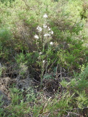 Asphodelus serotinus