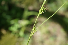 Carex depauperata