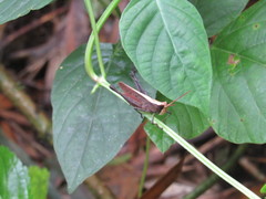 Maculiparia rotundata