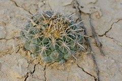 Coryphantha difficilis