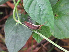 Maculiparia rotundata