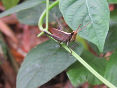 Maculiparia rotundata