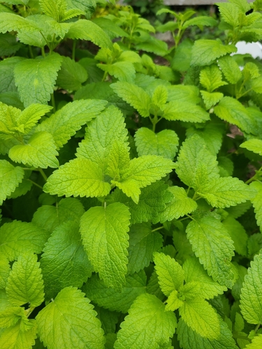 photo of Lemon Balm (Melissa officinalis)