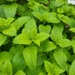 photo of Lemon Balm (Melissa officinalis)