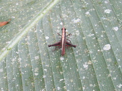 Maculiparia rotundata